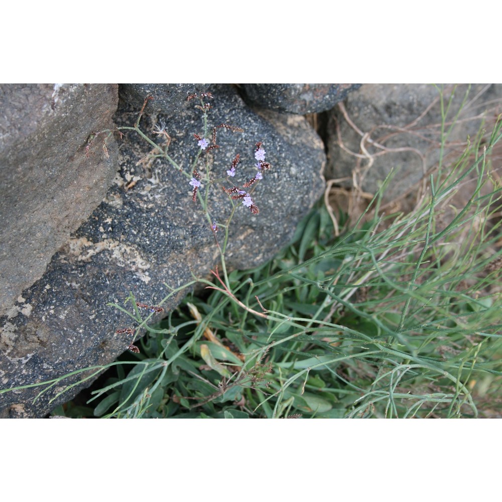 limonium secundirameum (lojac.) brullo