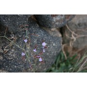 limonium secundirameum (lojac.) brullo