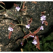 limonium secundirameum (lojac.) brullo