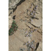 limonium selinuntinum brullo