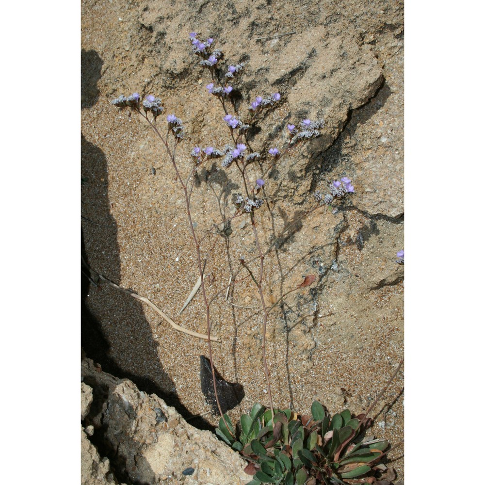 limonium selinuntinum brullo