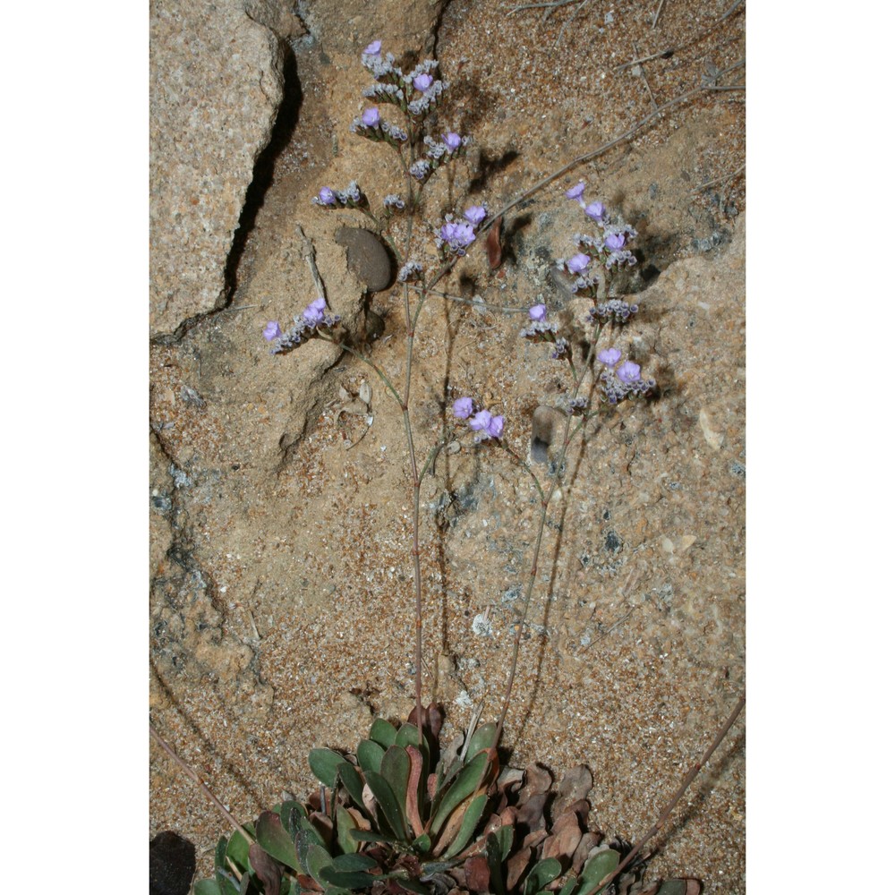 limonium selinuntinum brullo