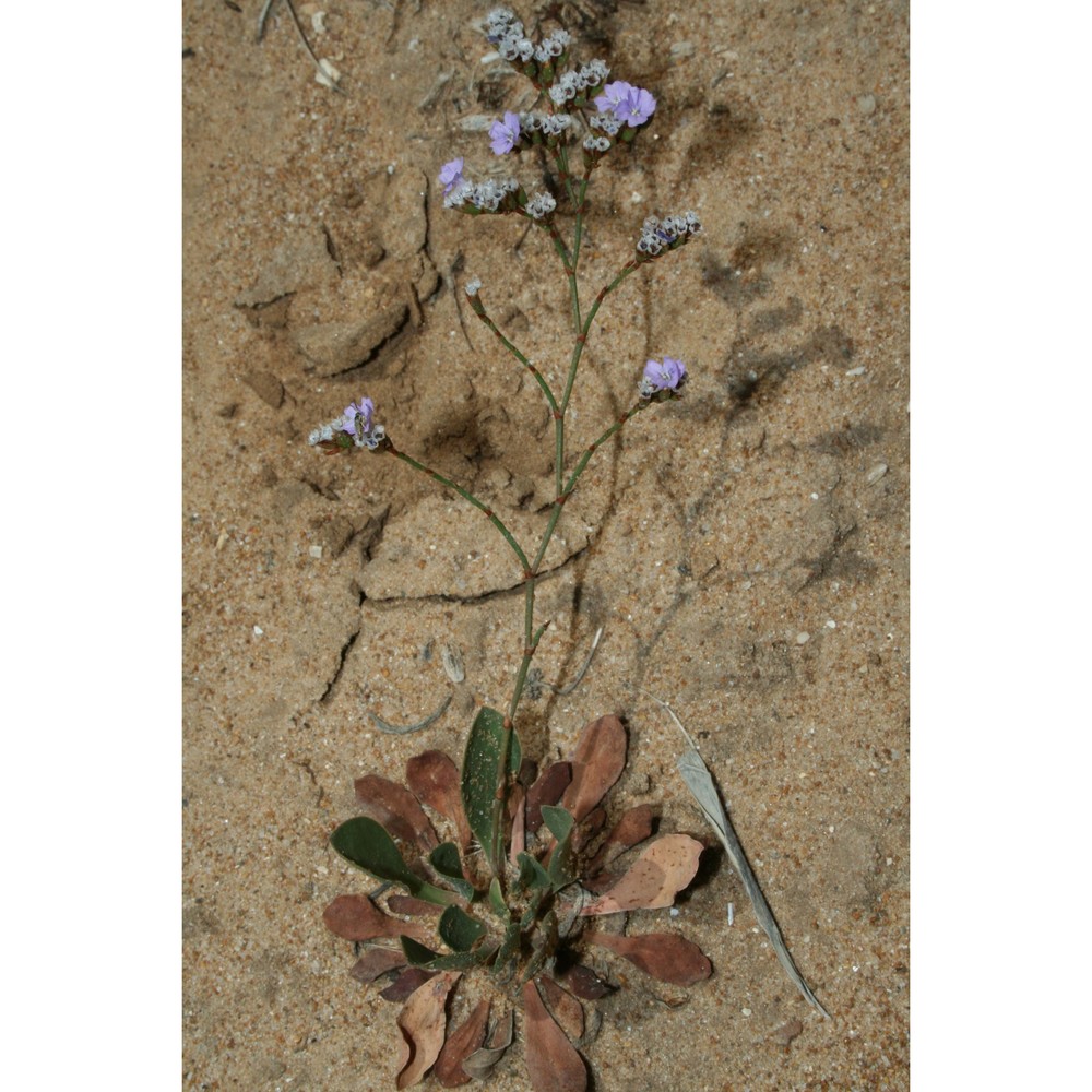 limonium selinuntinum brullo