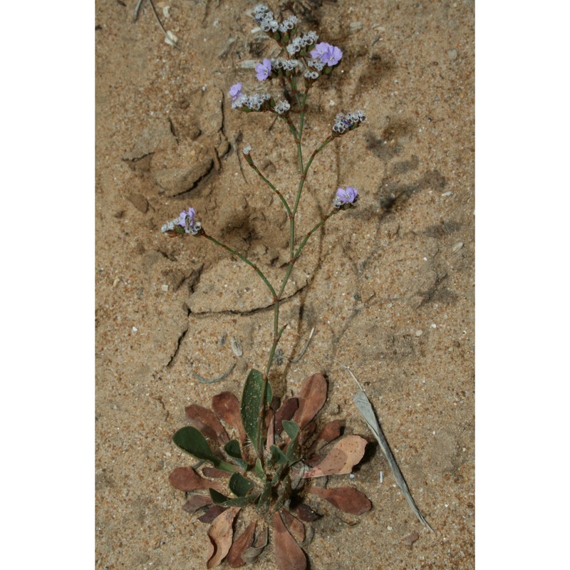 limonium selinuntinum brullo