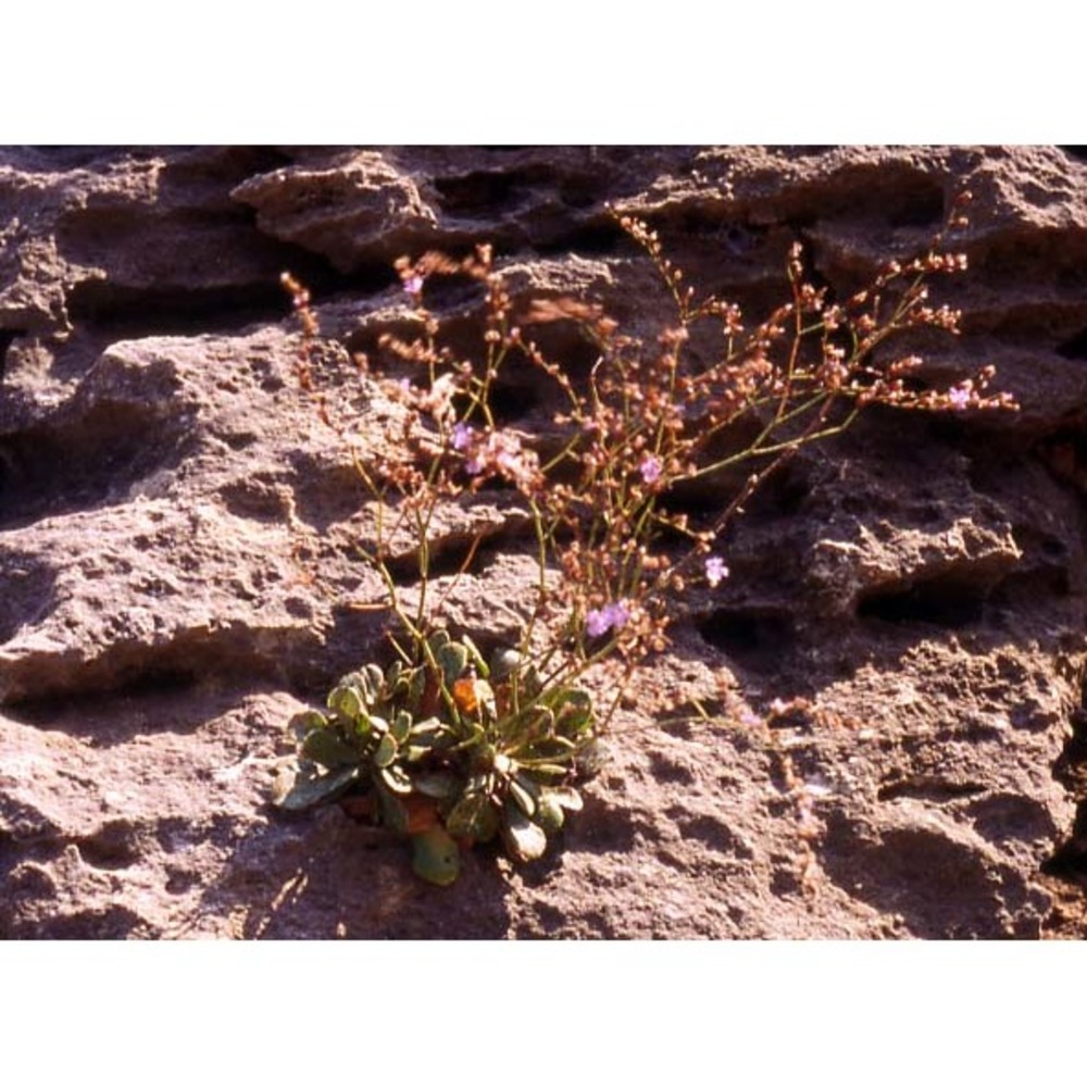 limonium sibthorpianum (guss.) kuntze