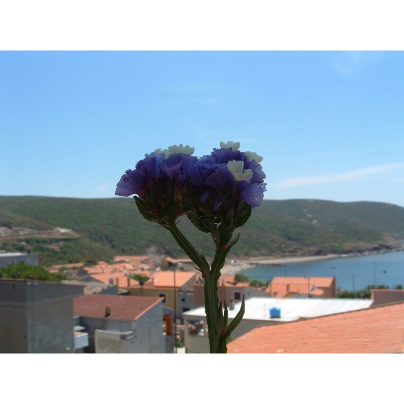 limonium sinuatum (l.) mill.