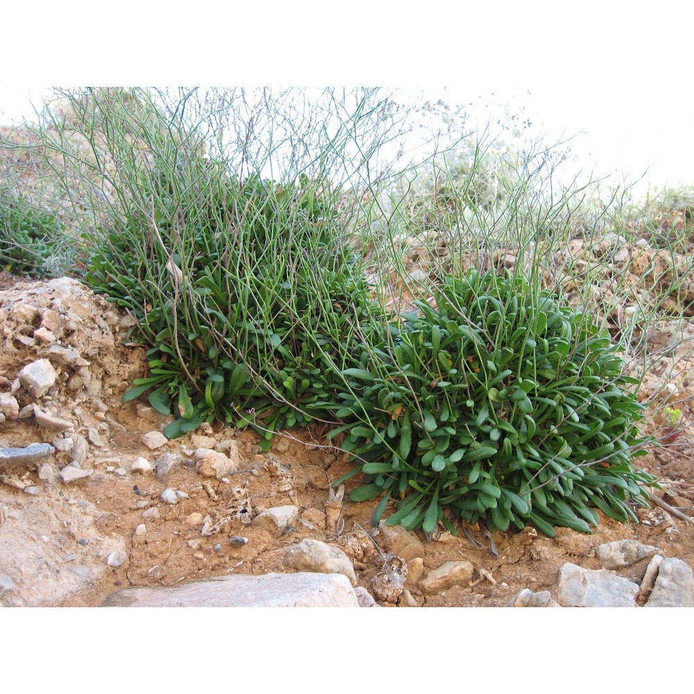 limonium sommierianum (fiori) arrigoni