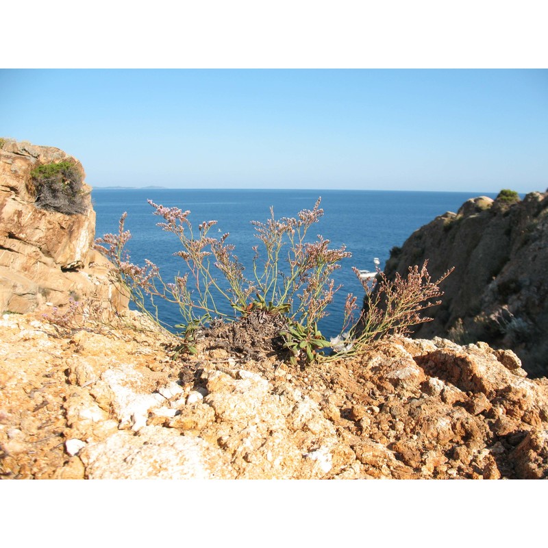 limonium sommierianum (fiori) arrigoni