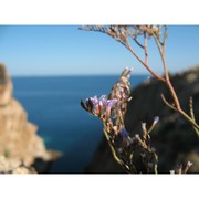 limonium sommierianum (fiori) arrigoni