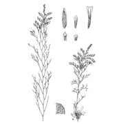 limonium sulcitanum arrigoni