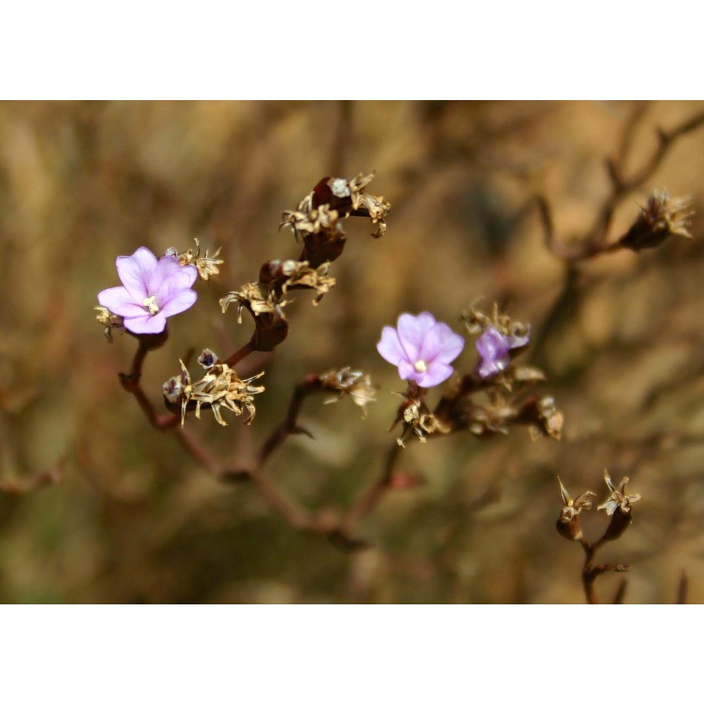 limonium sulcitanum arrigoni