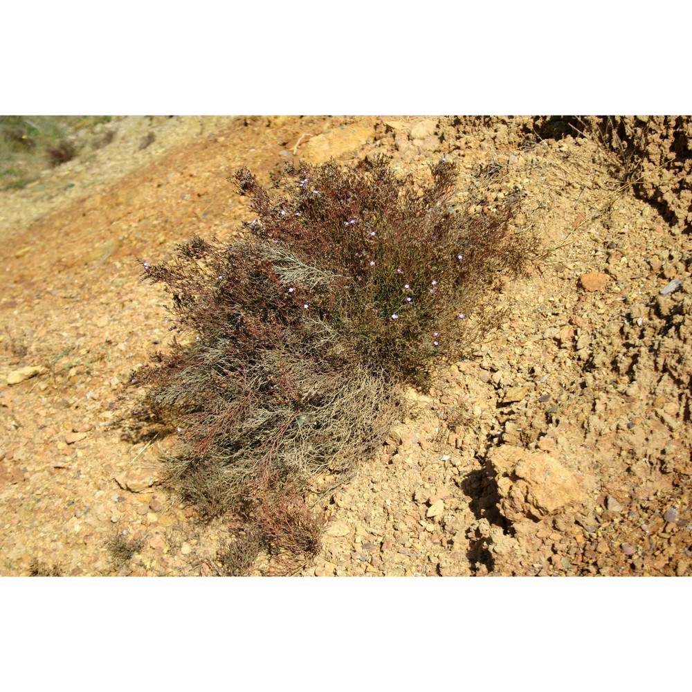 limonium sulcitanum arrigoni