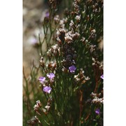 limonium sulcitanum arrigoni