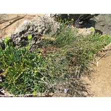 limonium syracusanum brullo