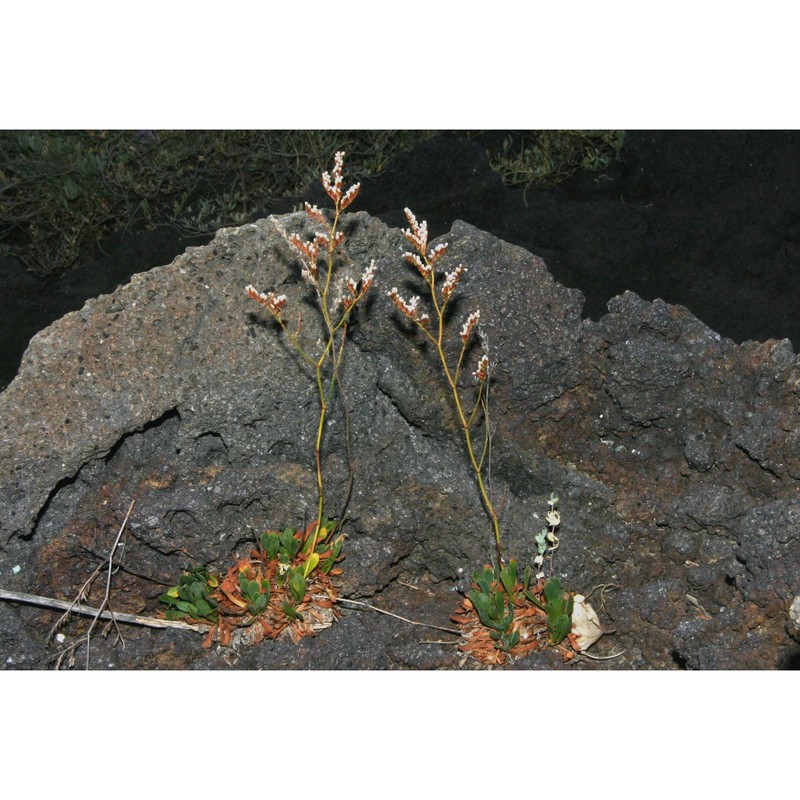 limonium tauromenitanum brullo