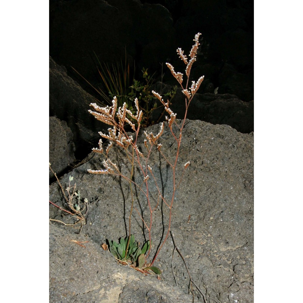 limonium tauromenitanum brullo