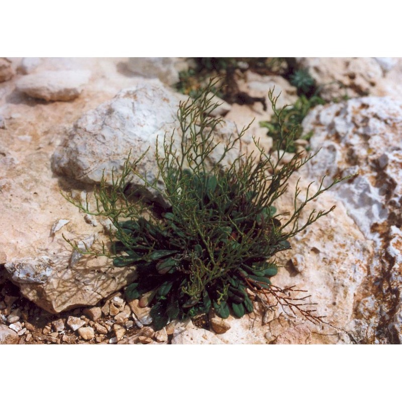 limonium tenuiculum (tineo ex guss.) pignatti