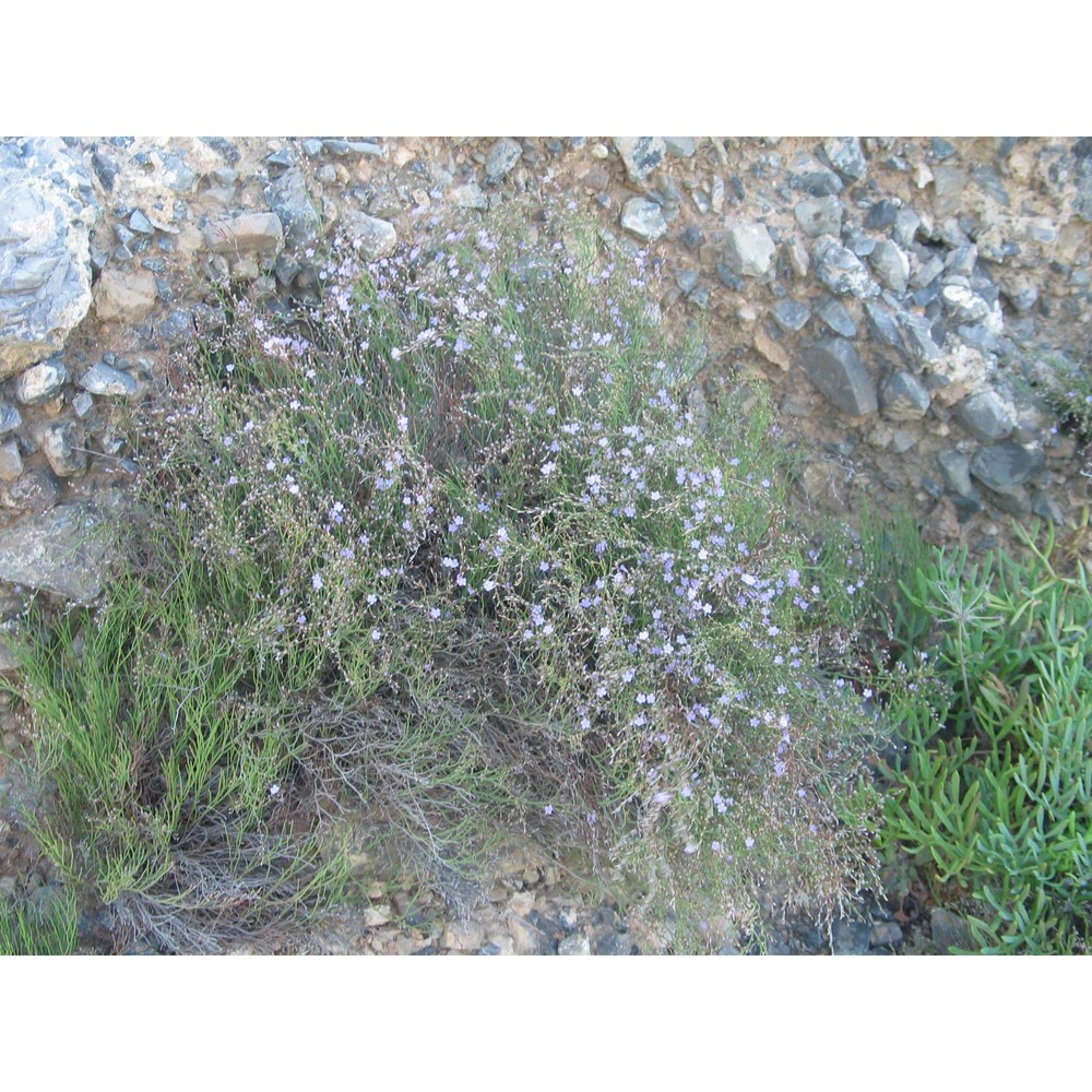 limonium tenuiculum (tineo ex guss.) pignatti