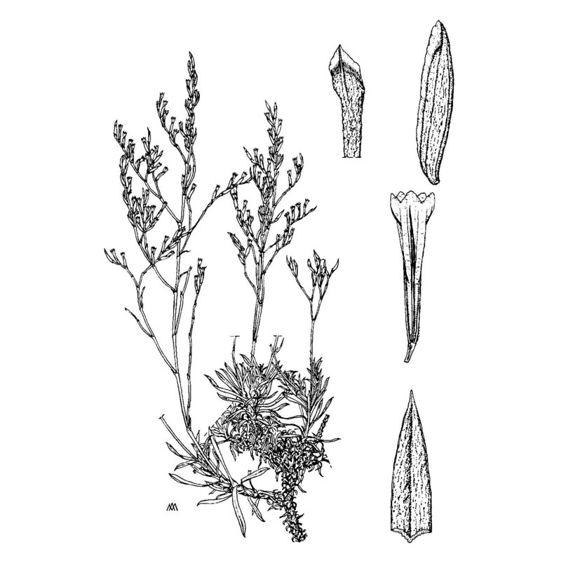 limonium tenuifolium (bertol. ex moris) erben