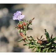 limonium tenuifolium (bertol. ex moris) erben