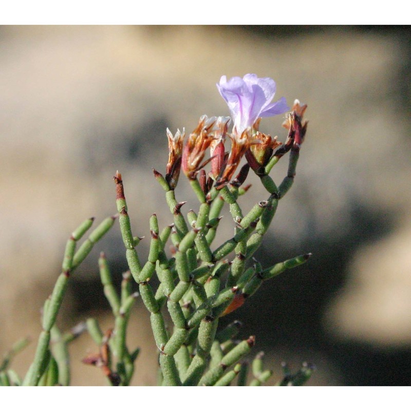 limonium tenuifolium (bertol. ex moris) erben