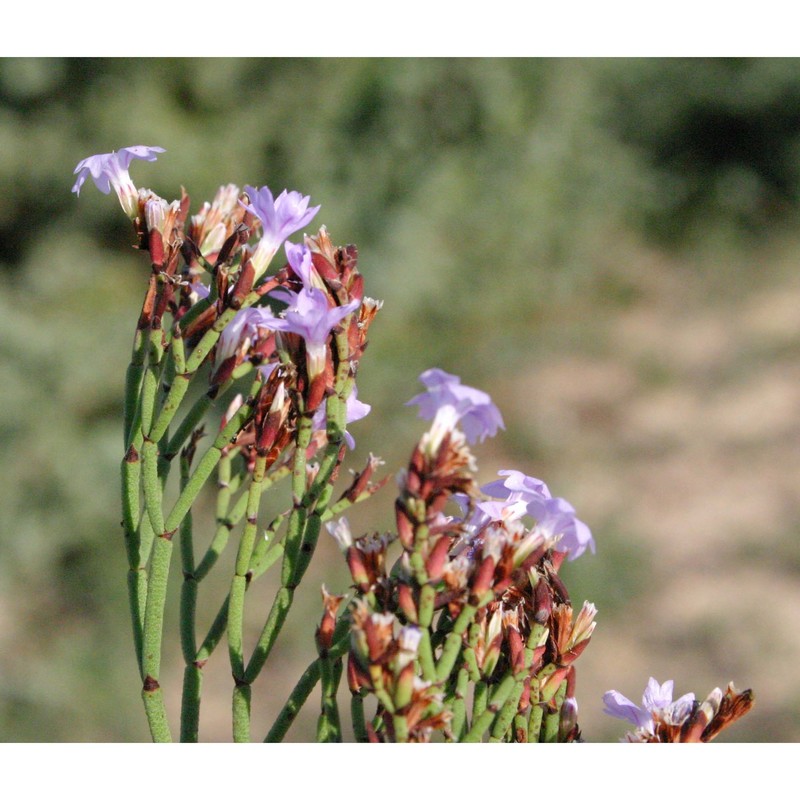 limonium tenuifolium (bertol. ex moris) erben