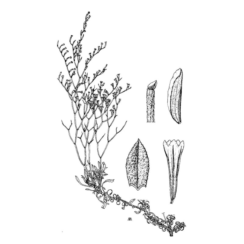 limonium tharrosianum arrigoni et diana