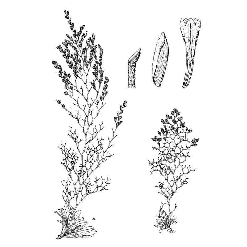 limonium tigulianum arrigoni et diana