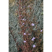 limonium tigulianum arrigoni et diana