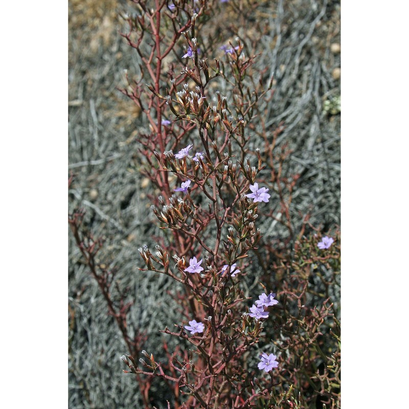 limonium tigulianum arrigoni et diana