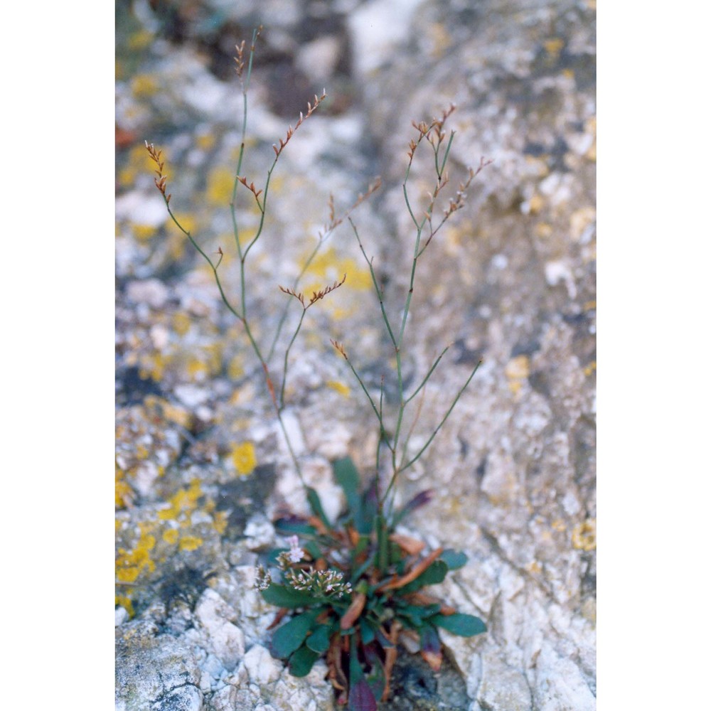 limonium todaroanum raimondo et pignatti