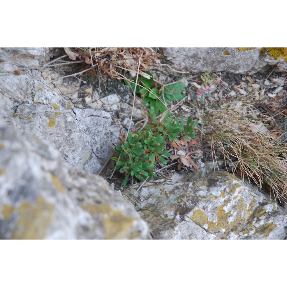 limonium todaroanum raimondo et pignatti