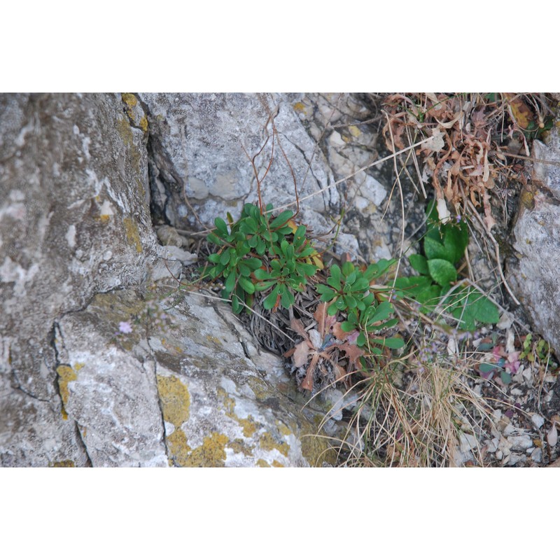 limonium todaroanum raimondo et pignatti