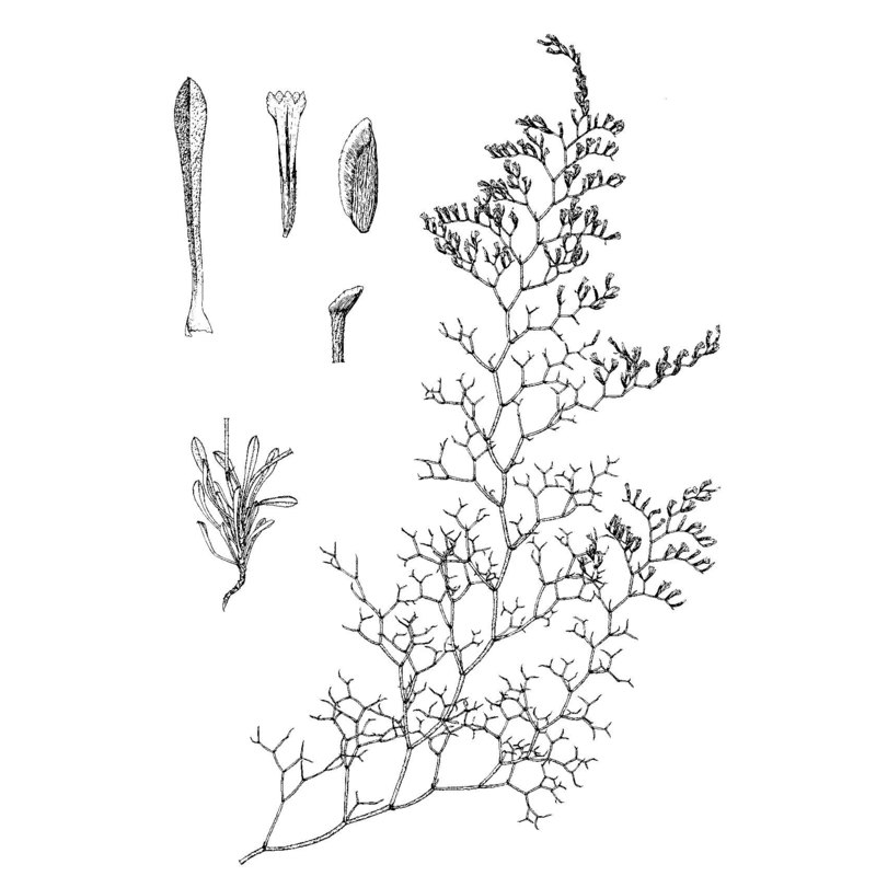 limonium tyrrhenicum arrigoni et diana