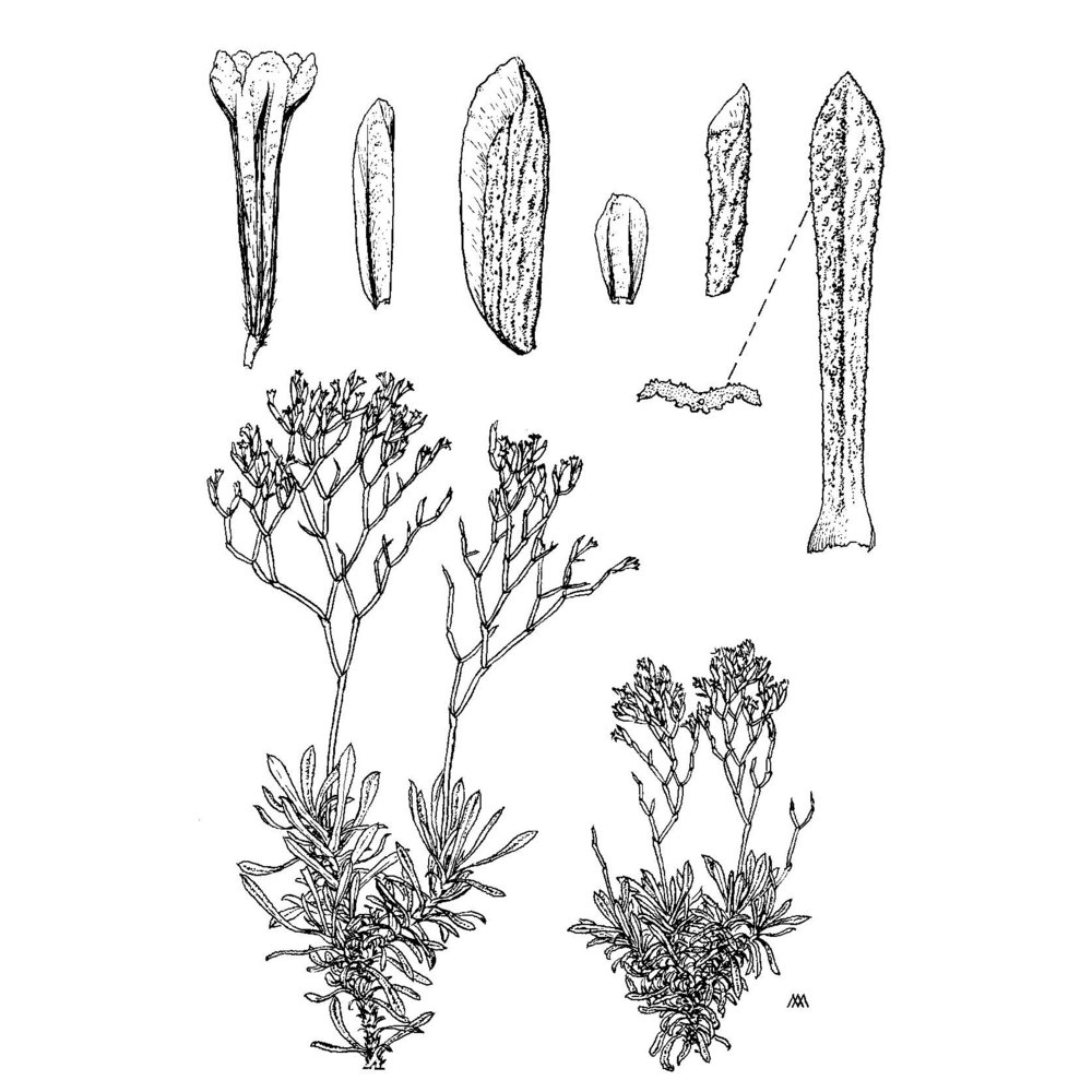 limonium viniolae arrigoni et diana