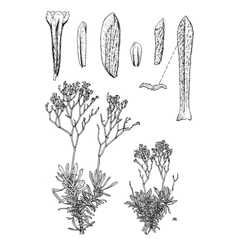 limonium viniolae arrigoni et diana