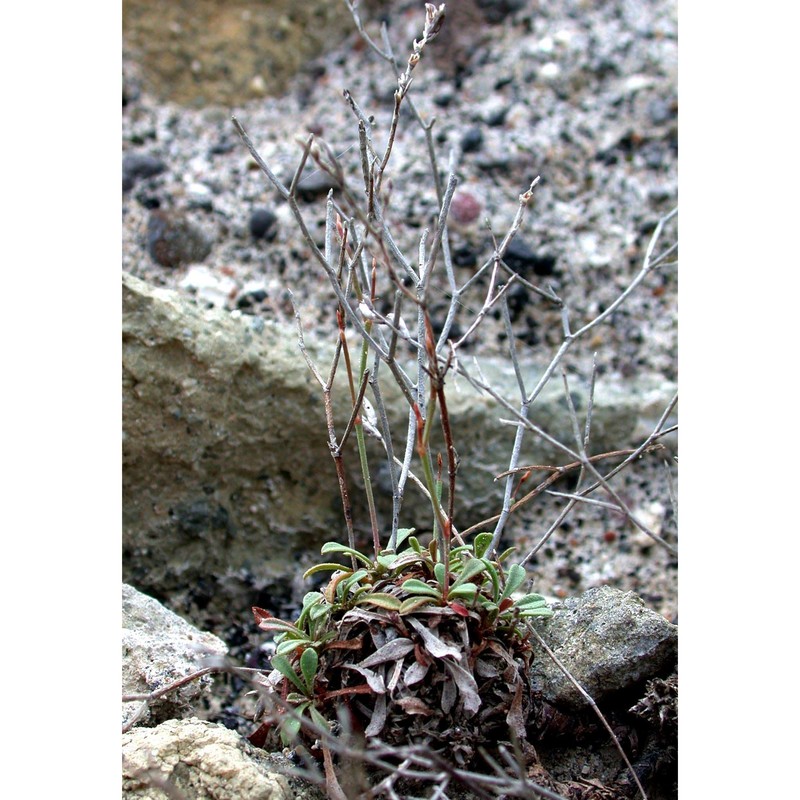 limonium virgatum (willd.) fourr.