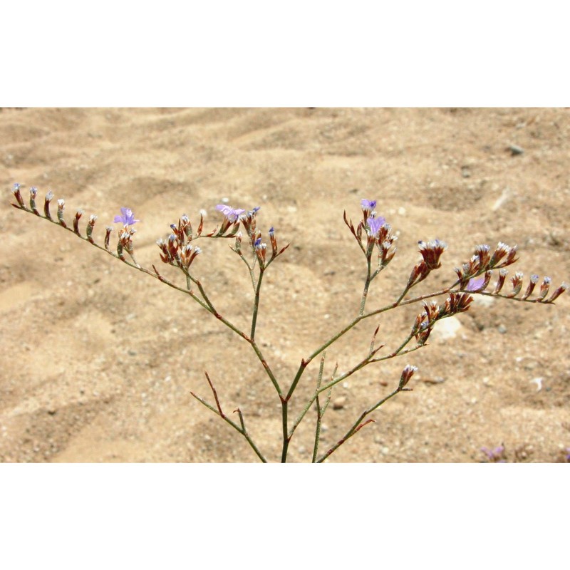 limonium virgatum (willd.) fourr.