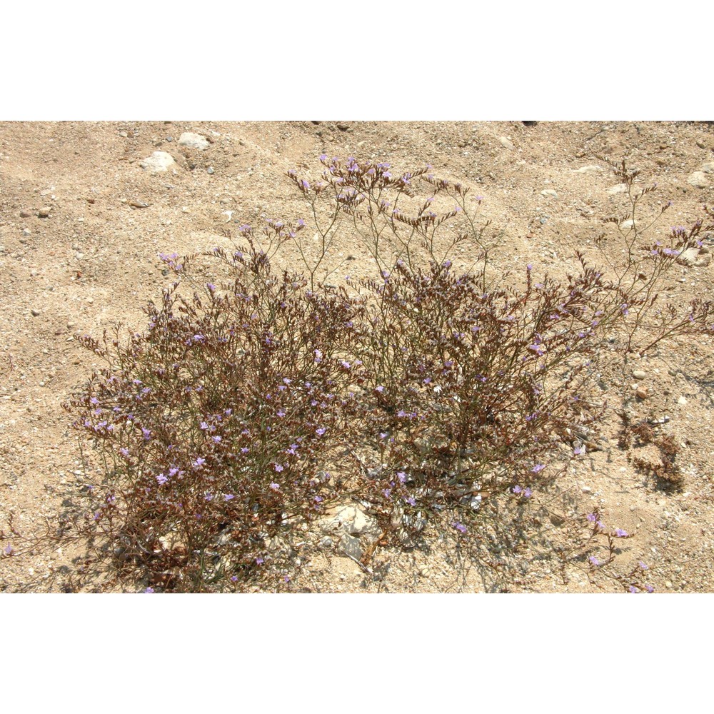 limonium virgatum (willd.) fourr.