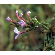 plumbago europaea l.