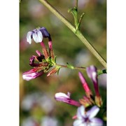 plumbago europaea l.