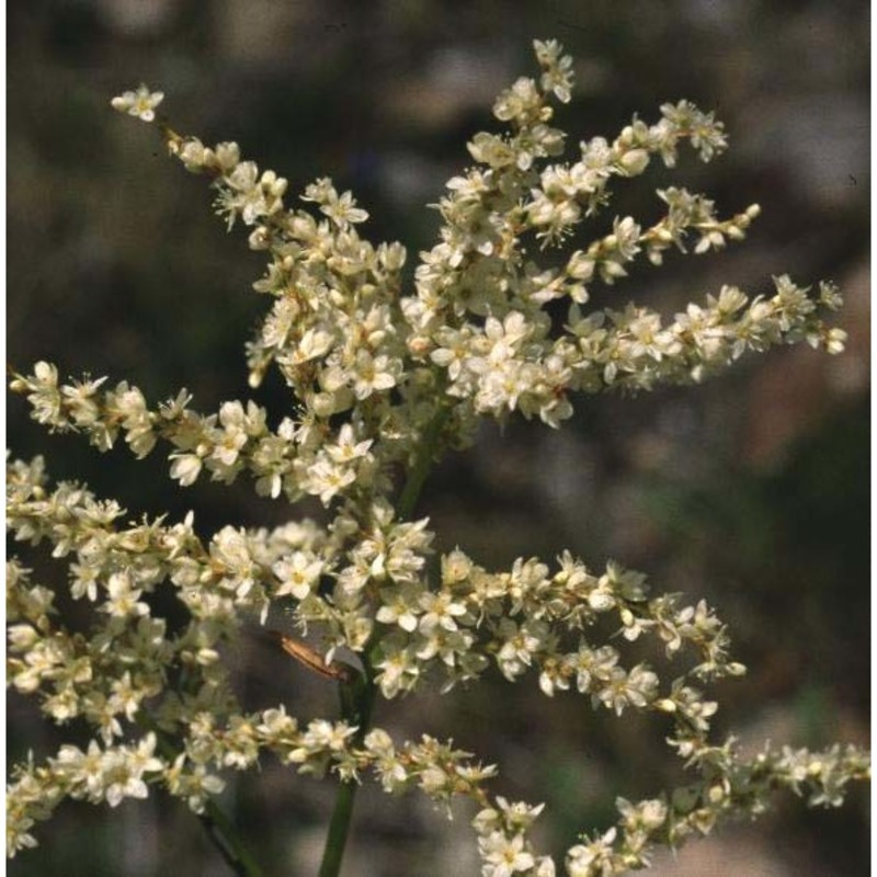 aconogonon alpinum (all.) schur