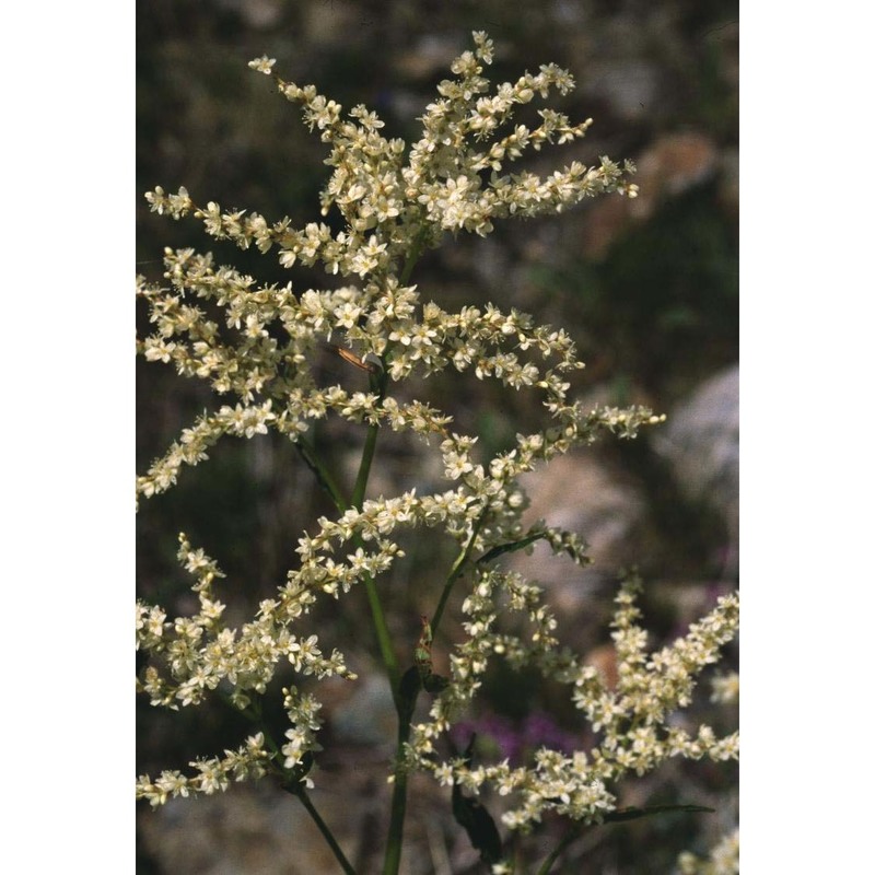 aconogonon alpinum (all.) schur