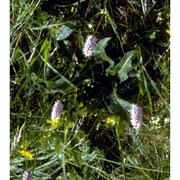 bistorta officinalis delarbre