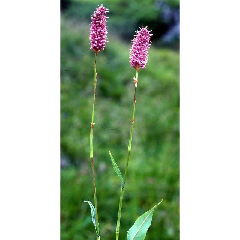 bistorta officinalis delarbre