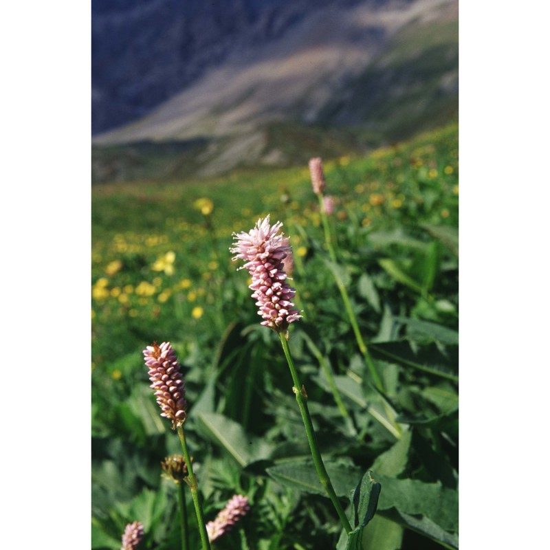 bistorta officinalis delarbre