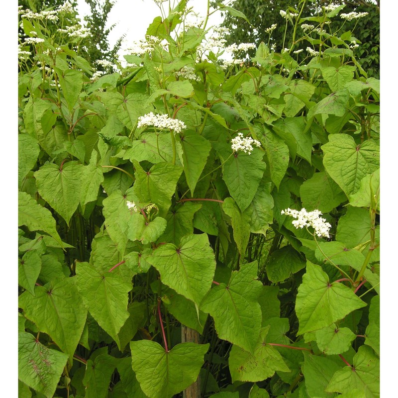 fagopyrum dibotrys (d. don) h. hara