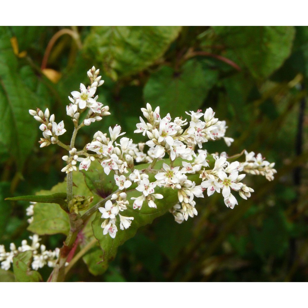 fagopyrum dibotrys (d. don) h. hara