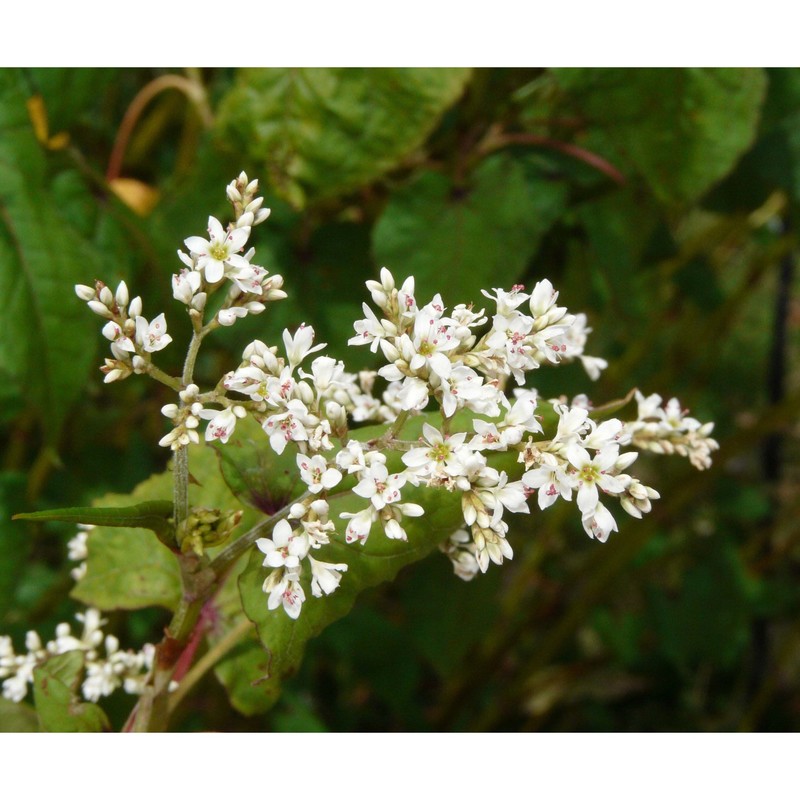 fagopyrum dibotrys (d. don) h. hara