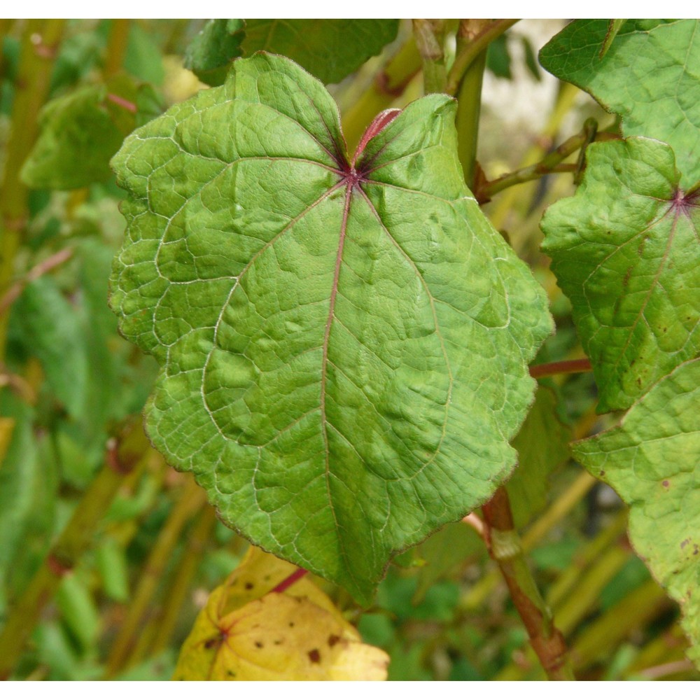 fagopyrum dibotrys (d. don) h. hara